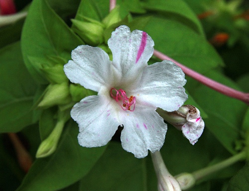 四季の山野草（オシロイバナ）