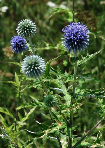 四季の山野草 ルリタマアザミ