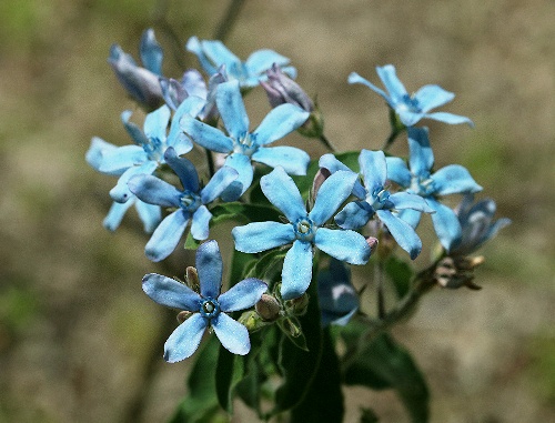 四季の山野草 ルリトウワタ