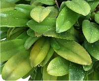 四季の山野草（オガサワラシコウラン）