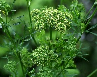 四季の山野草 オランダゼリ