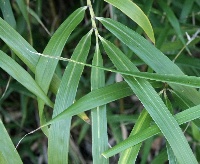 四季の山野草（ラセツチク）