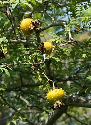 四季の山野草 サンショウバラ