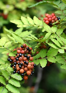 四季の山野草 サンショウバラ