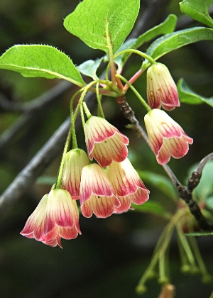 四季の山野草 サラサドウダン