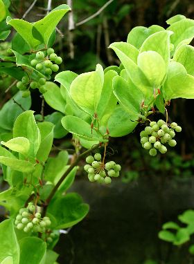 四季の山野草 サルトリイバラ 四季の山野草 サルトリイバラ