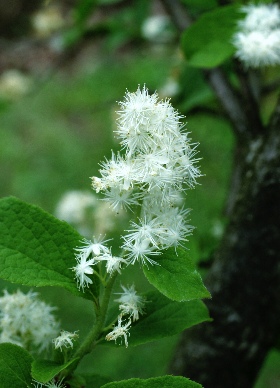 四季の山野草 カマツカ