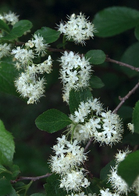 四季の山野草 サワフタギ