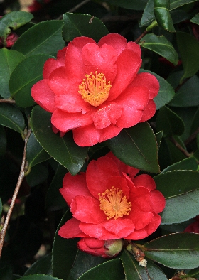 四季の山野草 サザンカ