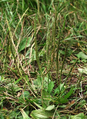 四季の山野草 オオバコ