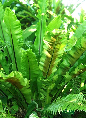 四季の山野草 タニワタリノキ