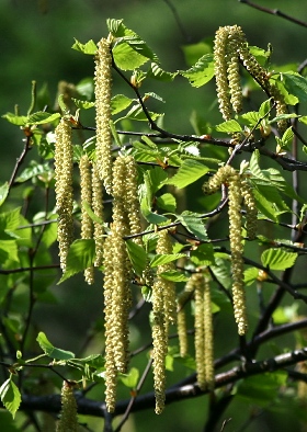 四季の山野草 ダケカンバ