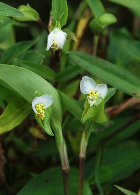 四季の山野草 シロバナツユクサ