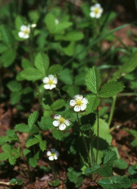 四季の山野草 シロバナノヘビイチゴ