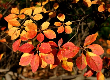 四季の山野草 シロヤシオ 四季の山野草 シロヤシオ