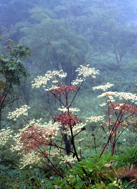 四季の山野草（ミヤマシシウド）