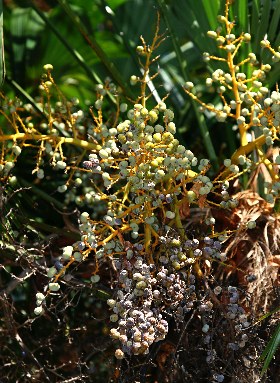 四季の山野草 シュロ