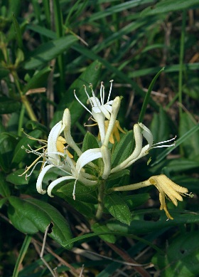 四季の山野草 スイカズラ