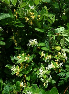 四季の山野草 スイカズラ