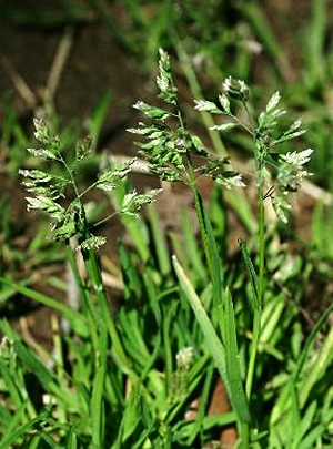 四季の山野草 スズメノカタビラ