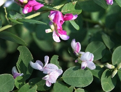 四季の山野草 四季の山野草