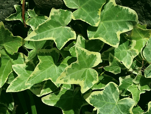 四季の山野草 セイヨウキヅタ