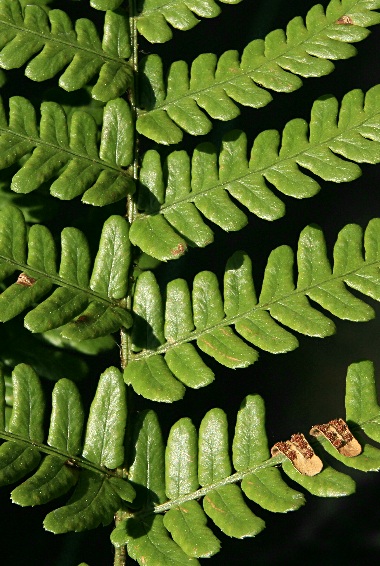 四季の山野草（シビイタチシダ）