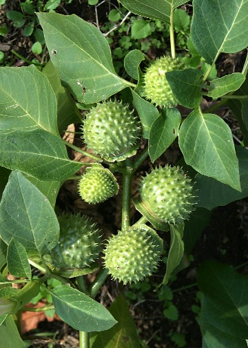 四季の山野草 シロバナチョウセンアサガオ