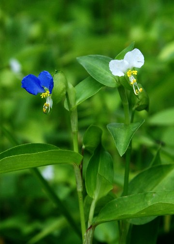 四季の山野草 シロバナツユクサ