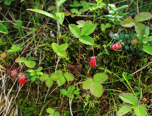 四季の山野草 シロバナノヘビイチゴ