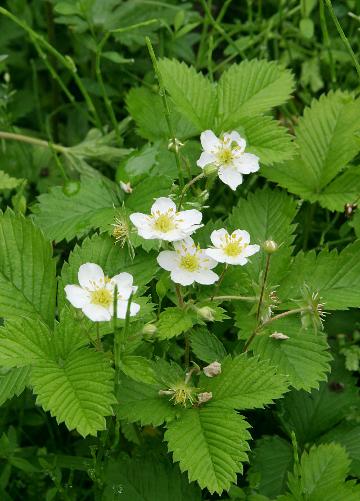 四季の山野草 シロバナノヘビイチゴ