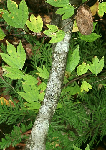 四季の山野草（シロモジ）