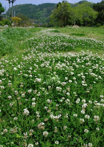 四季の山野草（シロツメグサ）