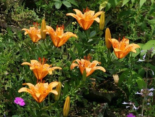 四季の山野草 スカシユリ