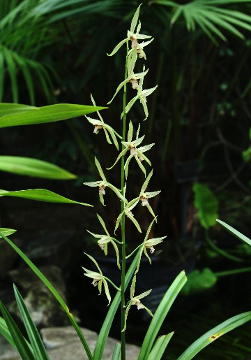 四季の山野草（スルガラン）