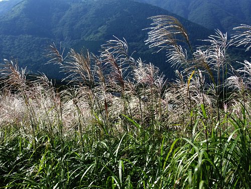 四季の山野草 ススキ