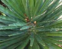 四季の山野草（センジュラン）