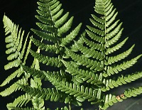 四季の山野草（シビイタチシダ）