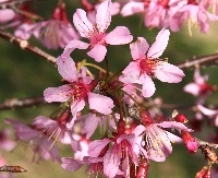 四季の山野草（ソウシュンザクラ）