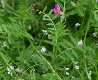 四季の山野草 スズメノエンドウ