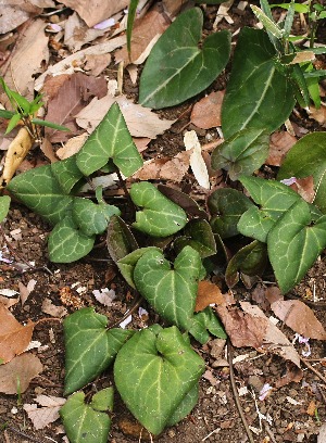 四季の山野草（タマノカンアオイ）