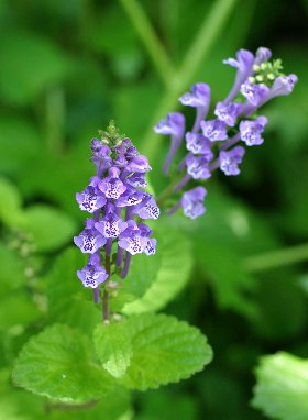 四季の山野草（コガネバナ）