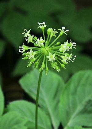 四季の山野草（トチバニンジン）