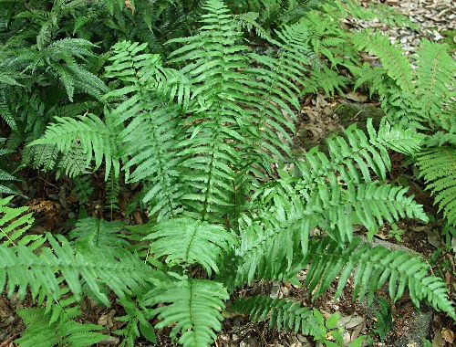 四季の山野草(タニヘゴモドキ) 四季の山野草(タニヘゴモドキ)