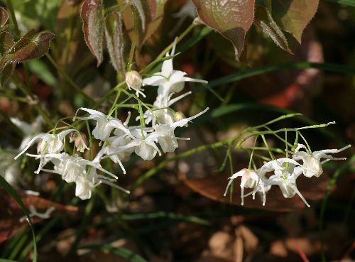 山野草（メギ科） 白花トガクシショウマ 大株～大小7芽株 （山