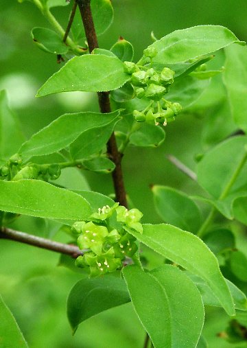 65%OFF【送料無料】 ツクバネ 半寄生植物 ヒバ 植物/観葉植物 - www