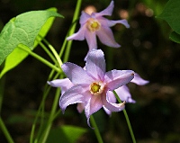 山野草（メギ科） 白花トガクシショウマ 大株～大小7芽株 （山