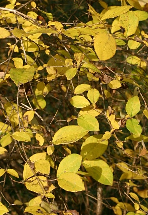 四季の山野草（ウグイスカグラ）