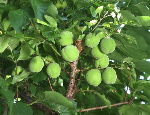四季の山野草（ウメモドキ）