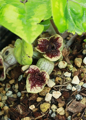 ヤエヤマカンアオイの花 | kulif 化石 富貴蘭 石斛 寒葵 食虫
